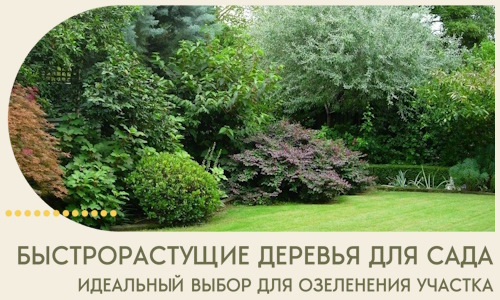 Быстрорастущие деревья для сада идеальный выбор в Соли-Илецке