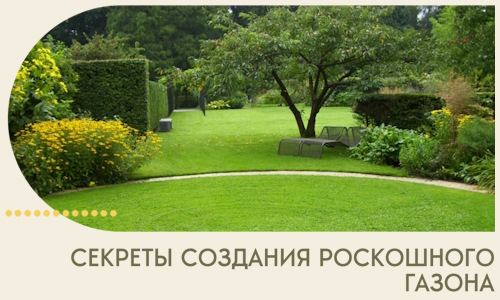 Секреты создания роскошного газона в Соли-Илецке